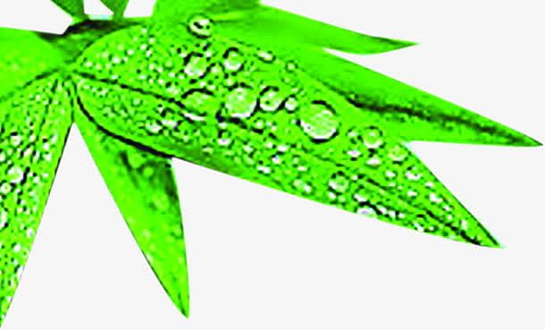 翠绿竹叶水滴端午