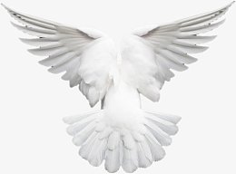 白鸽羽毛洁白翅膀