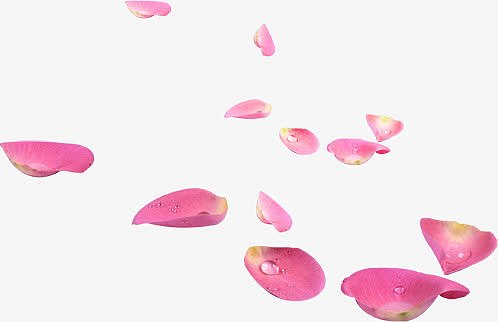 粉色水珠花瓣七夕情人节