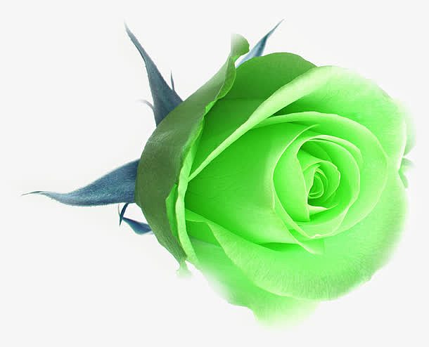 绿色玫瑰七夕情人节