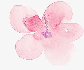 手绘粉色花朵植物