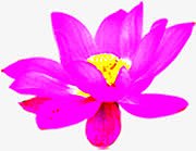 粉色手绘植物花朵