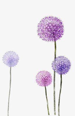 紫色白色蒲公英