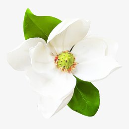 盛开的白色茉莉花海报背景