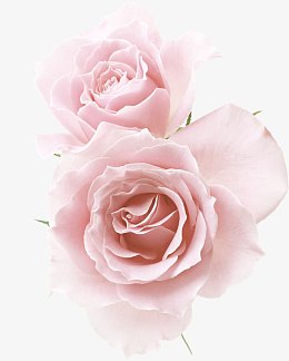 浅粉色盛开花朵