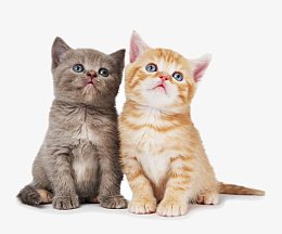 可爱小奶猫图片