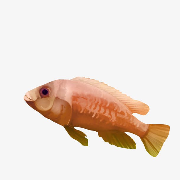 一条淡粉色的金鱼