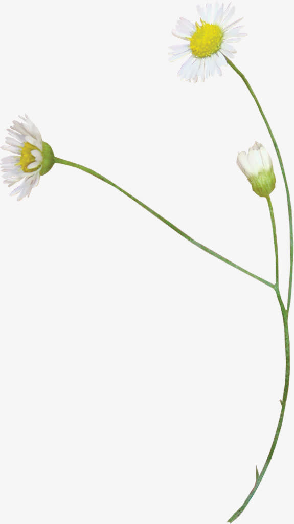 白色小雏菊盛开免抠素材免费下载_觅元素51yuansu.com