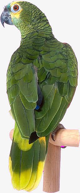 绿色的鹦鹉侧面图