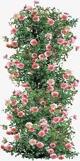 粉色小花花丛