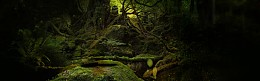 森林背景蜂蜜banner
