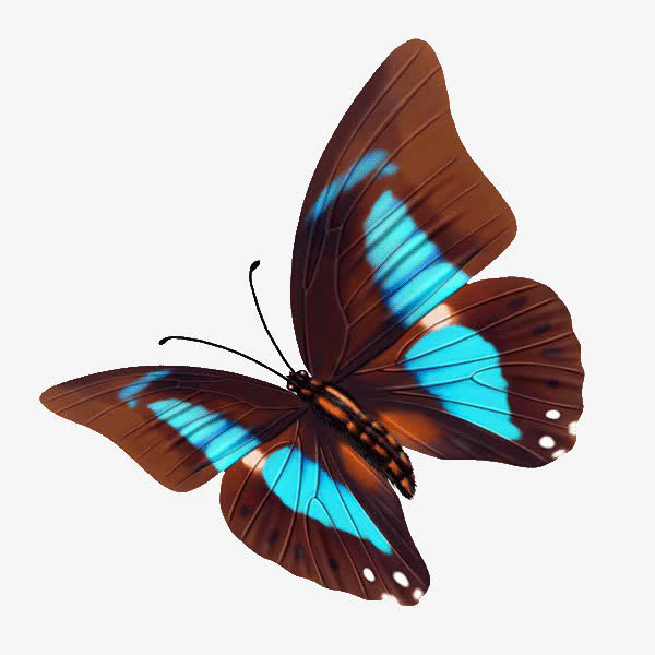 黑底蓝斑蝴蝶素材免费下载_觅元素