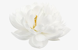 白莲花洁白无暇