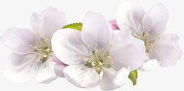 白色桃花实物