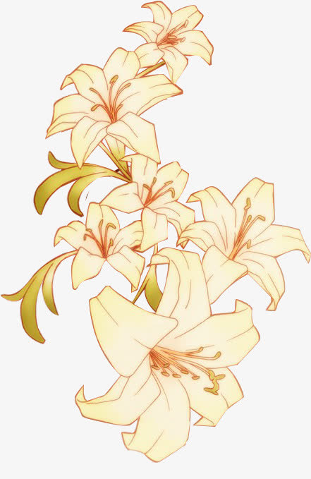 手绘一束百合图片