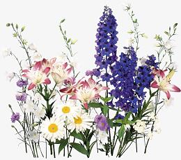 百花大全图片