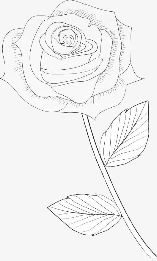 手绘玫瑰花图片素材