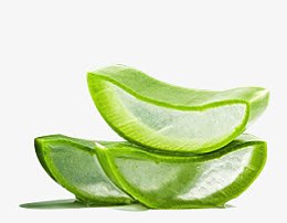 新鲜切开的芦荟