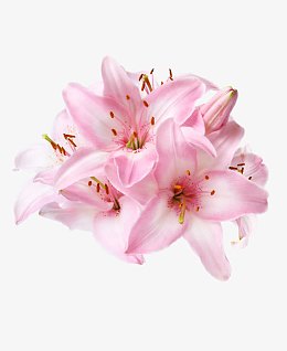 粉色百合花卉盛开