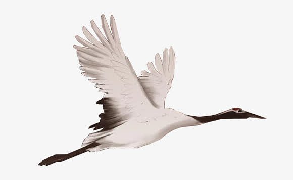飞翔的仙鹤白色