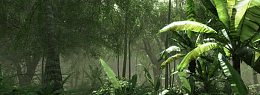 南方热带雨林树林背景banner　
