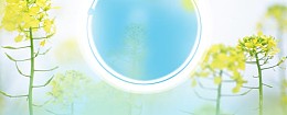 淘宝护肤品清新油菜花背景banner