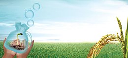 农业农作物稻米希望发芽背景banner