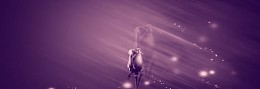 婚纱照紫色玫瑰背景banner