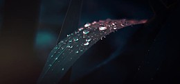 带水滴的树叶