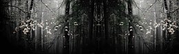 深色黑白树林唯美背景banner