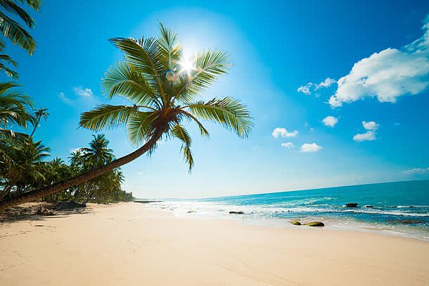 美丽沙滩椰树景色图片=