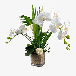 白色蝴蝶兰花盆