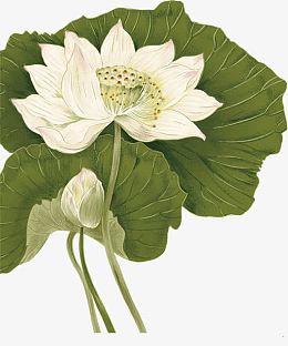 绿色莲花莲叶手绘