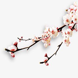 梅花实景元素