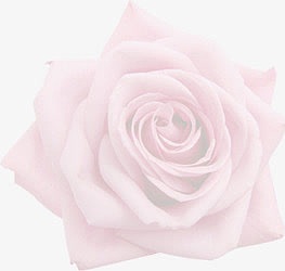 白色的大玫瑰花