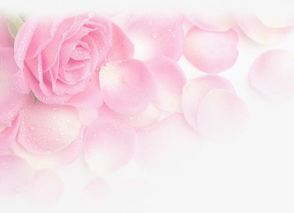 水珠粉色唯美花瓣花朵