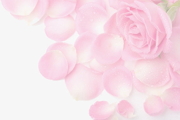 淡粉色玫瑰海报背景七夕情人节