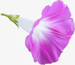 紫色牵牛花七夕情人节