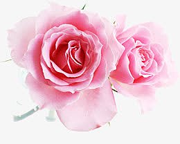盛开粉色玫瑰花