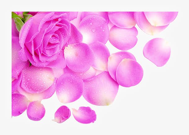 水珠粉色花朵花瓣