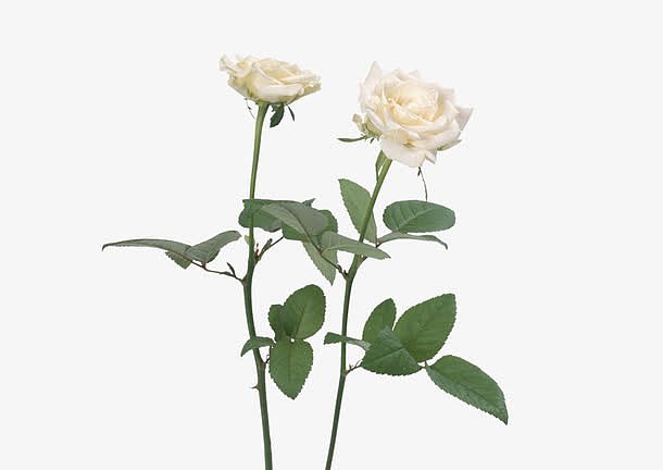 白色玫瑰花枝七夕情人节
