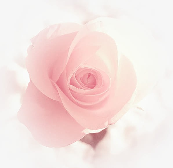 粉色浪漫玫瑰七夕情人节海报背景
