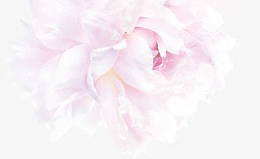 粉色柔美牡丹花素材背景