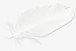 白色羽毛素材蓬松