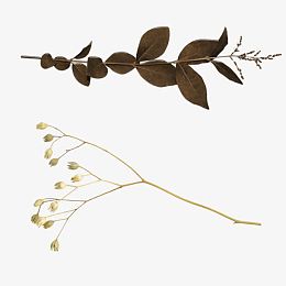 免抠干树叶干花图征