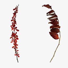 免抠干枯的树叶和小花