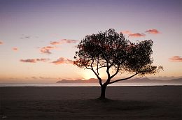 蓝天白云树高清免抠图片背景