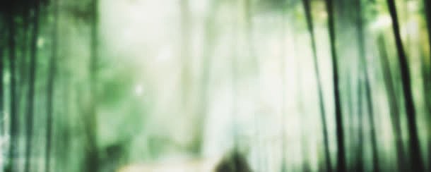 模糊的绿色树林海报背景
