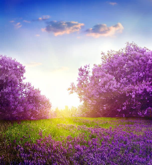 阳光下紫色花朵绿草地