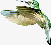 绿色展翅蜂鸟图片